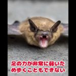 #コウモリの雑学#蝙蝠#動物雑学#雑学#ペット雑学