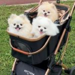 新しいペットカート来たので３姉妹を乗せてみたら反応が可愛すぎた