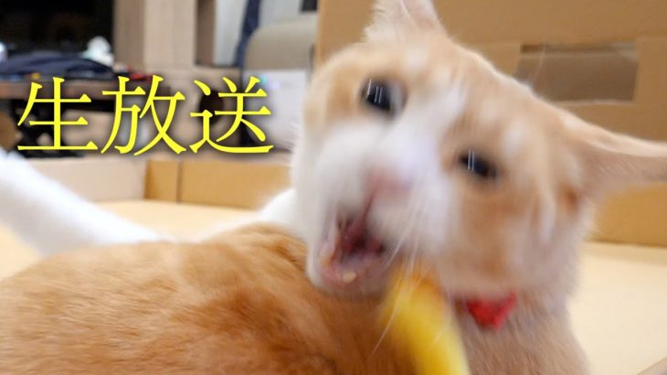 🔴猫たちのスーパーダイエット＆イベント告知する生放送！！