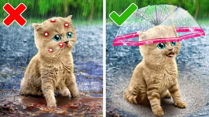 子猫が新しい家を必要としています 😿🏠 ペットの世話をするにはどうすればいいですか？