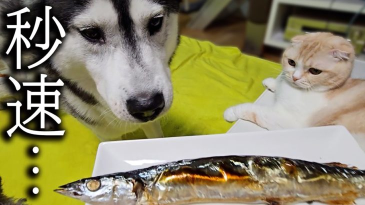 さんまを焼いたら猫と犬が大興奮で集まってまさかの…