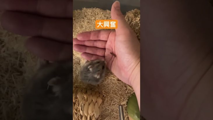 ミルワームに大興奮のハムスター #ハムスター #ペット