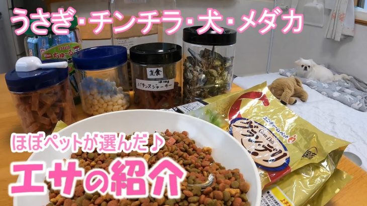 【高齢うさぎ・チンチラ・犬・メダカ】エサの紹介「ほぼペットが選んだエサです」