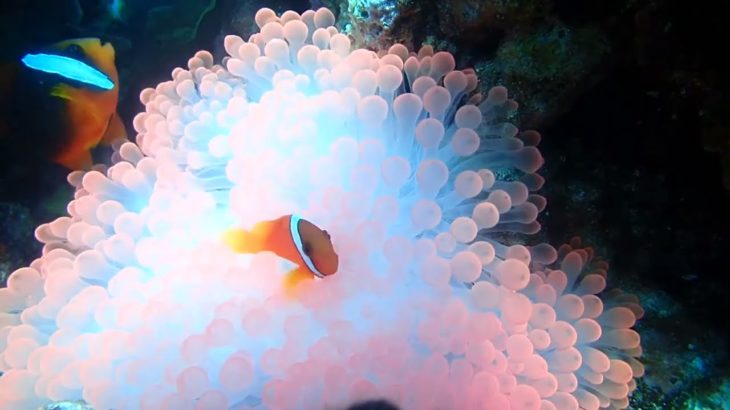 白化でビューティホー（ハマクマノミ）。