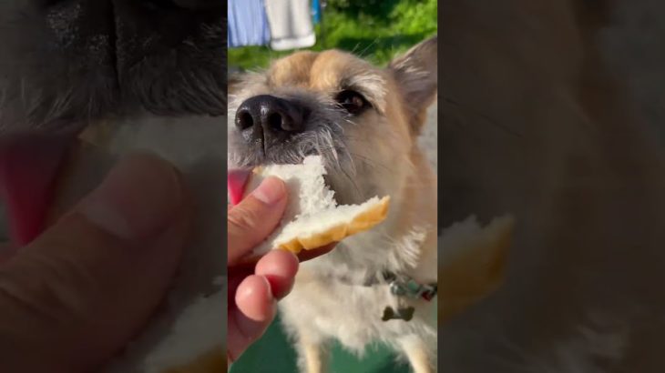 まめちゃんはダイエットの為、うっすく切られた高級食パンを食べる