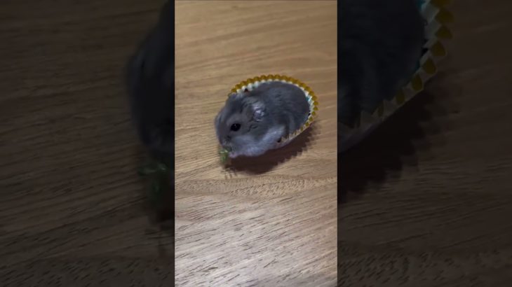 カップに入るハムスターが可愛い【ててらぼペット部】