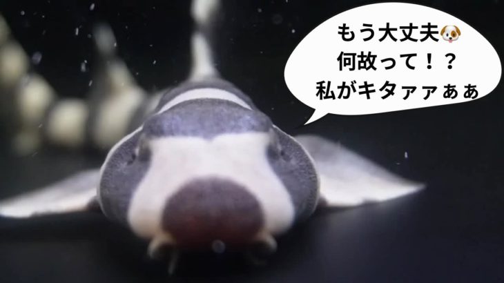 関西最大級のアクアリウムショップペットバルーンでイヌザメやブルーリボンなど入荷！スミレヤッコも最終シーズン突入！シマヤッコ、ニシキヤッコ、シテンヤッコ、ウズマキ、カクレクマノミペア、ツノダシなどなど