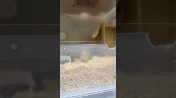 何かに驚くハムスター【ててらぼペット部】