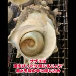 #サザエの雑学#栄螺#動物雑学#雑学#ペット雑学