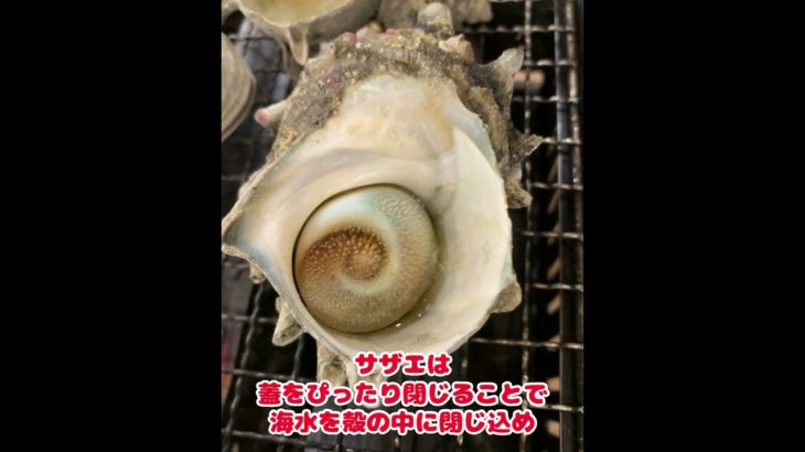 #サザエの雑学#栄螺#動物雑学#雑学#ペット雑学
