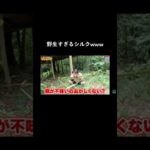 野生すぎるシルクwww #フィッシャーズ  #shorts