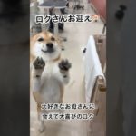 \柴犬ロク//ペットホテルに1泊🏨大好きなお母さんがお迎えにきた！大喜びキャンキャンロクさん🐕 #柴犬ロク #柴犬 #愛犬 #犬 #柴犬のいる暮らし #ペットホテル #お迎え #大喜び