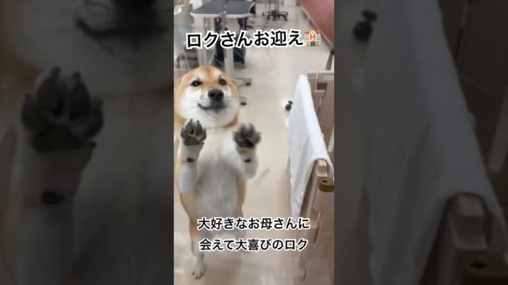 \柴犬ロク//ペットホテルに1泊🏨大好きなお母さんがお迎えにきた！大喜びキャンキャンロクさん🐕 #柴犬ロク #柴犬 #愛犬 #犬 #柴犬のいる暮らし #ペットホテル #お迎え #大喜び