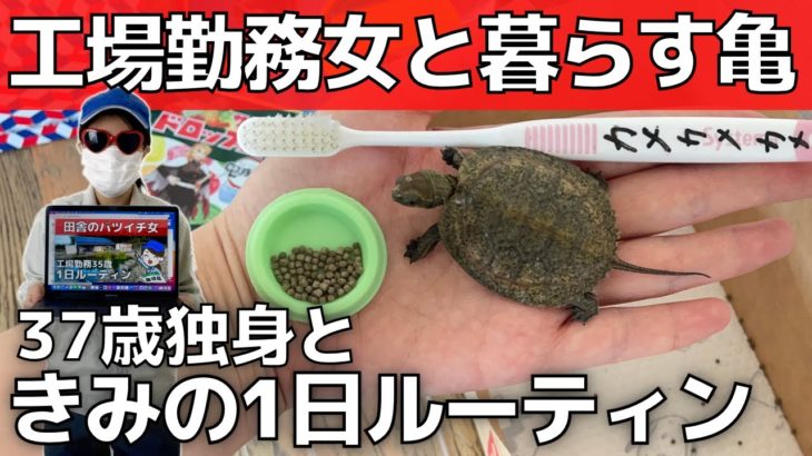 【ペットの1日】亀と一人暮らし工場勤務女37歳の日常【ニホンイシガメ】