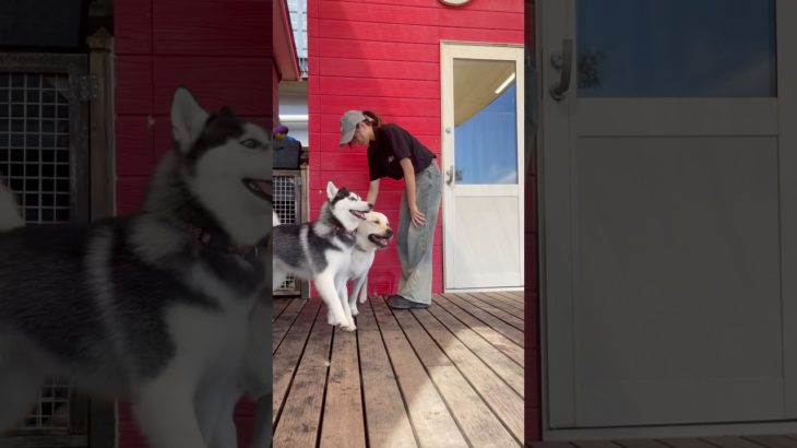 ロビンくんと遊びたいハッピーちゃん♡#20241007おうちホテル #ペットホテル#ケージフリー#静岡県袋井市 #ワンコワークス#大型犬#小型犬#中型犬#犬のいる暮らし#イヌバーシティ