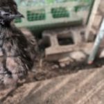 ビューティとクルリンパ　の2024/10/09の朝