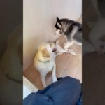 わちゃわちゃ🐩🦮🐺#20241010おうちホテル#ペットホテル#ケージフリー#静岡県袋井市 #ワンコワークス#大型犬#小型犬#中型犬#犬のいる暮らし#イヌバーシティ