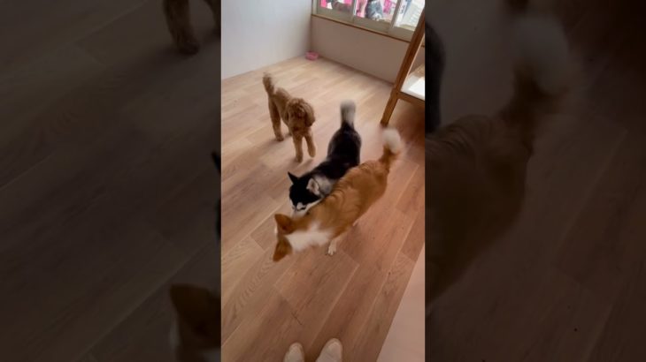 わちゃわちゃ大型犬🥰🥰#20241011おうちホテル#ペットホテル#ケージフリー#静岡県袋井市 #ワンコワークス#大型犬#小型犬#中型犬#犬のいる暮らし#イヌバーシティ