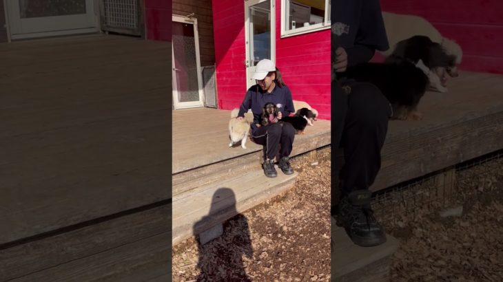 ダックス🤍#20241013おうちホテル#ペットホテル#ケージフリー#静岡県袋井市 #ワンコワークス#大型犬#小型犬#中型犬#犬のいる暮らし#イヌバーシティ