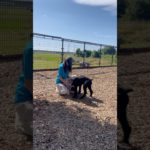 スタッフの近くで遊びたいワンコ🐾#20241015おうちホテル #ペットホテル#ケージフリー#静岡県袋井市 #ワンコワークス#大型犬#小型犬#中型犬#犬のいる暮らし#イヌバーシティ