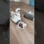 室内タイム😌#20241016おうちホテル#ペットホテル#ケージフリー#静岡県袋井市 #ワンコワークス#大型犬#小型犬#中型犬#犬のいる暮らし#イヌバーシティ