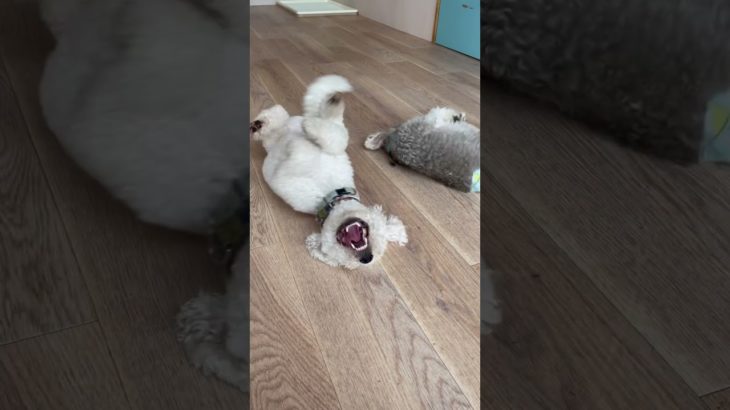 室内タイム😌#20241016おうちホテル#ペットホテル#ケージフリー#静岡県袋井市 #ワンコワークス#大型犬#小型犬#中型犬#犬のいる暮らし#イヌバーシティ