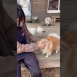 なでなで😘#20241022おうちホテル#ペットホテル#ケージフリー#静岡県袋井市 #ワンコワークス#大型犬#小型犬#中型犬#犬のいる暮らし#イヌバーシティ