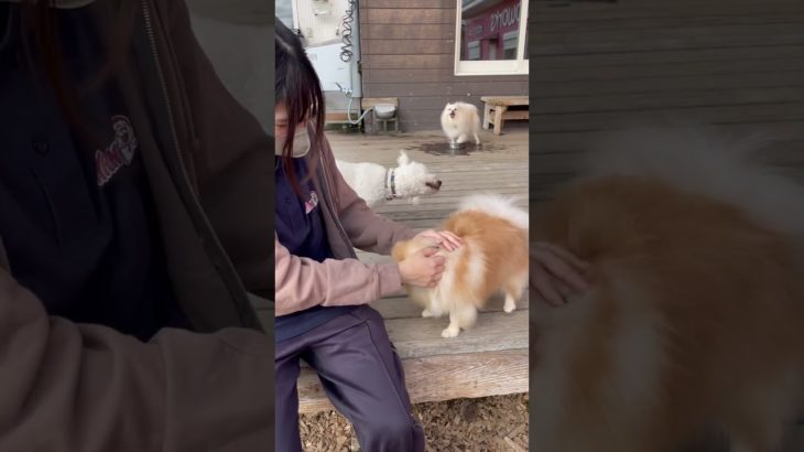 なでなで😘#20241022おうちホテル#ペットホテル#ケージフリー#静岡県袋井市 #ワンコワークス#大型犬#小型犬#中型犬#犬のいる暮らし#イヌバーシティ