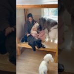 まったり☺️🤍#20241028おうちホテル#ペットホテル#ケージフリー#静岡県袋井市 #ワンコワークス#大型犬#小型犬#中型犬#犬のいる暮らし#イヌバーシティ