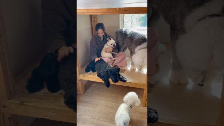 まったり☺️🤍#20241028おうちホテル#ペットホテル#ケージフリー#静岡県袋井市 #ワンコワークス#大型犬#小型犬#中型犬#犬のいる暮らし#イヌバーシティ