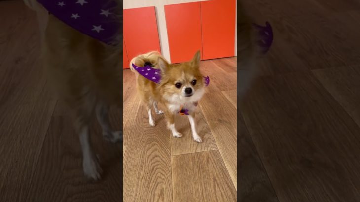 可愛い仮装わんこ🐶🎃🤍#20241031おうちホテル#ペットホテル#ケージフリー#静岡県袋井市 #ワンコワークス#大型犬#小型犬#中型犬#犬のいる暮らし#イヌバーシティ