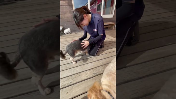 仲良くなでなでタイム💕#20241031おうちホテル#ペットホテル#ケージフリー#静岡県袋井市 #ワンコワークス#大型犬#小型犬#中型犬#犬のいる暮らし#イヌバーシティ