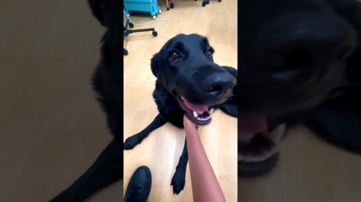 ペットホテルを満喫したラブラドールレトリバー・うにちゃん5歳1ヶ月 #labradorretriever #ラブラドールレトリバー #ラブラドール #ペットホテル #pethotel #佐野市