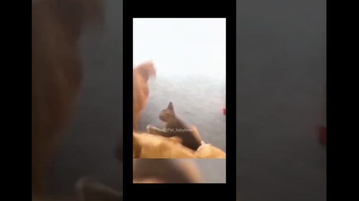 Funny cat#pets #cats #pet cute moments #pet funny moments #people and pets #animals #fpy #foryou