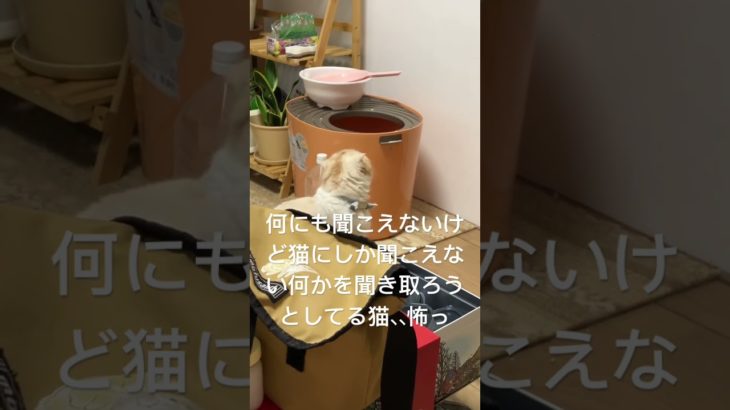 ペットホテルGibeon番猫ラテ　何かいる？？？💦