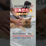 重症なペットの症状で、諦めてしまった飼い主様、動物整体をご存知ですか⁉オンラインにて症状別整体療法をお伝えします😊詳しくはHP「オンラインサロン動物整体にくきゅう屋」で検索🖥📱してね👋😊