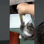 【愛ペットのスタッフにゃんこ】ある日のKate（ケイト）