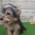 【No.176211 ヨーキー ♂】ペットショップ犬の家猫の里碧南店