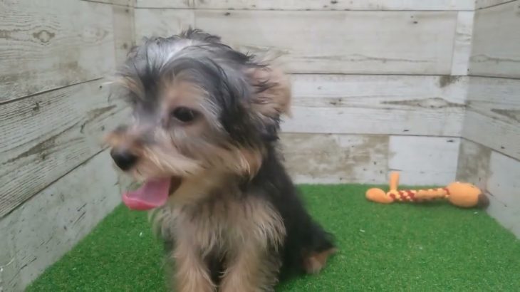 【No.176211 ヨーキー ♂】ペットショップ犬の家猫の里碧南店