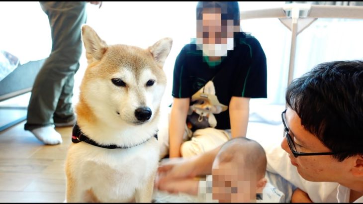 リハビリとダイエットに励む我家の柴犬Pt .２〜みんなに会うことって、リハビリになるんだね〜