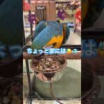 ペットショップにデカいオウムがいたー🦜デカ過ぎて怖い😱でも、迫力がすごいわぁー！ #art #kpop #music #artist #ポケモン #映像 #癒し #難波 #drawing