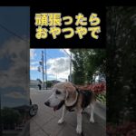 今日もリハビリ頑張ったな　#ビーグル  #老犬  #beagle