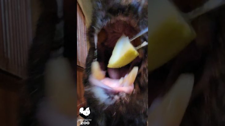 ツッキーお薬を飲む  #bear  #zoo