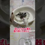 文鳥の日#文鳥 #ペット #鳥 #かわいい #ふわもこ部 #birds #pet  #finch #kawaii #javasparrow #癒し  #shorts⁡