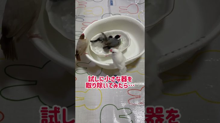 文鳥の日#文鳥 #ペット #鳥 #かわいい #ふわもこ部 #birds #pet  #finch #kawaii #javasparrow #癒し  #shorts⁡