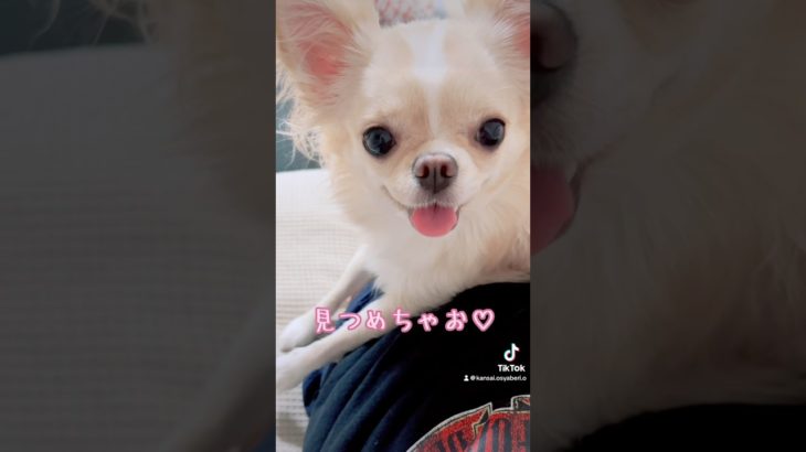 【ずっと見つめる攻撃をする可愛いチワワ】#チワワ #chihuahua #ペット #可愛い #shorts #チワワちゃん #癒し #pets#cutedog #fyp #foryou