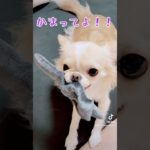 【ずっとかまって欲しい可愛いすぎるチワワ】#チワワ #chihuahua #ペット #可愛い #shorts #チワワちゃん #癒し #pets#cutedog #fyp #foryou