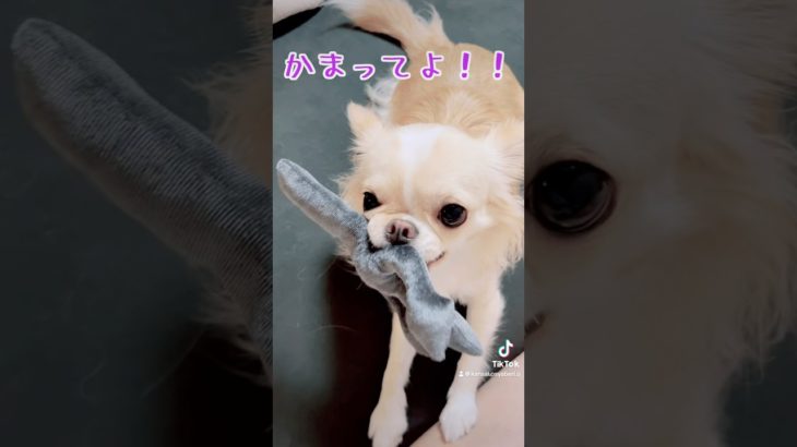 【ずっとかまって欲しい可愛いすぎるチワワ】#チワワ #chihuahua #ペット #可愛い #shorts #チワワちゃん #癒し #pets#cutedog #fyp #foryou