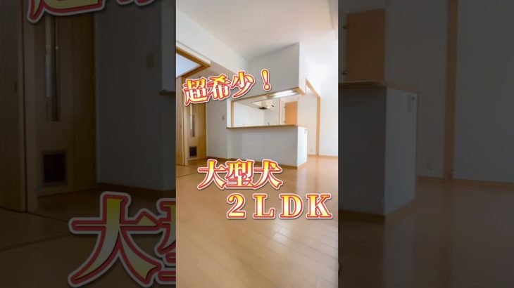 超希少‼️大型犬ＯＫのペット可２ＬＤＫマンション✨ お問い合わせ【ＨＰ】https://fukuoka-online-fudousan.com/【LINE】https://lin.ee/1JnyW0V
