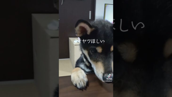ひょこ(^o^)　#ペット #犬 #puppy #柴犬